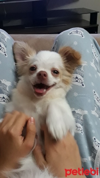 Pappilon, Köpek  Lily fotoğrafı