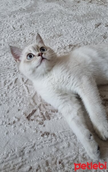 British Shorthair, Kedi  Fiona fotoğrafı