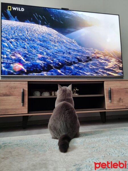 British Shorthair, Kedi  Fiona fotoğrafı