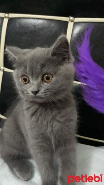 British Shorthair, Kedi  Bal fotoğrafı