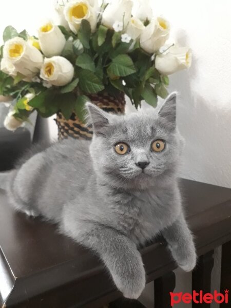 British Shorthair, Kedi  Bal fotoğrafı