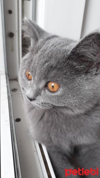 British Shorthair, Kedi  Bal fotoğrafı