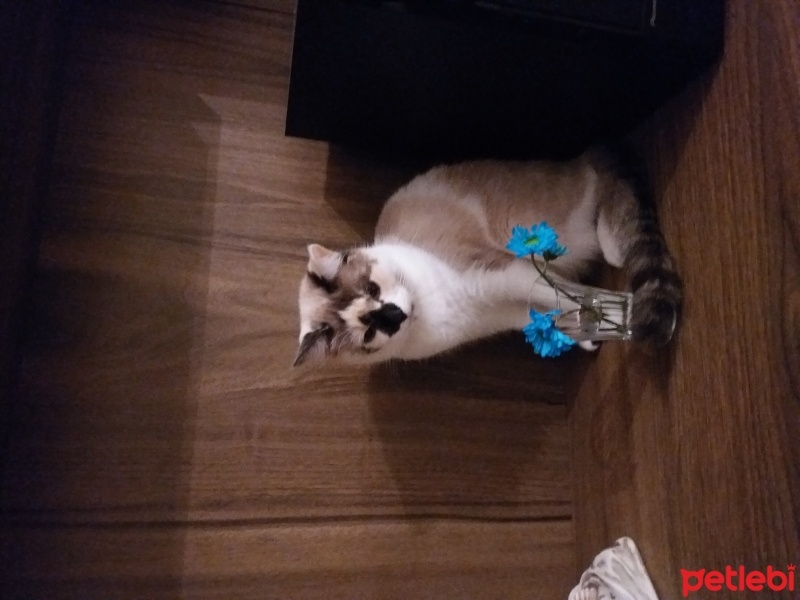 Birman, Kedi  Karamel fotoğrafı