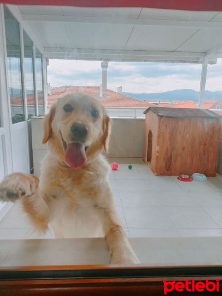 Golden Retriever, Köpek  Şans fotoğrafı