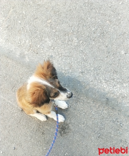Akbaş, Köpek  Pena fotoğrafı