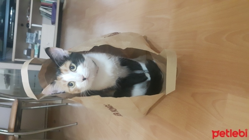 American Wirehair, Kedi  Kontes fotoğrafı