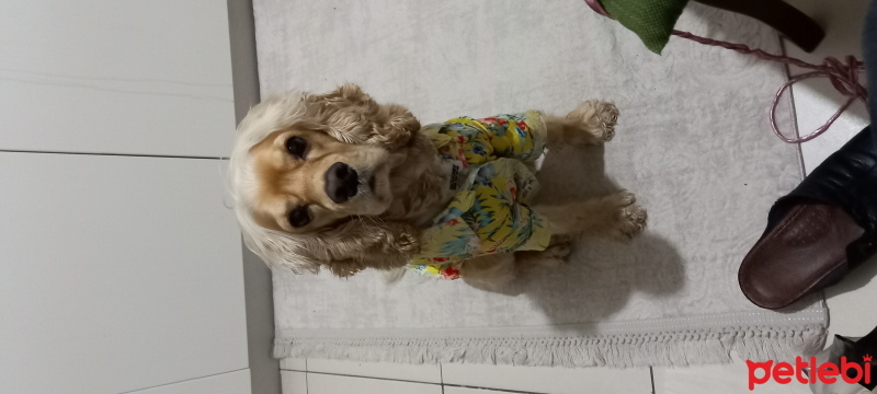 Amerikan Cocker Spaniel, Köpek  Scoby fotoğrafı