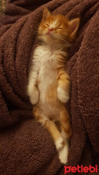 Sarman, Kedi  Gofret fotoğrafı