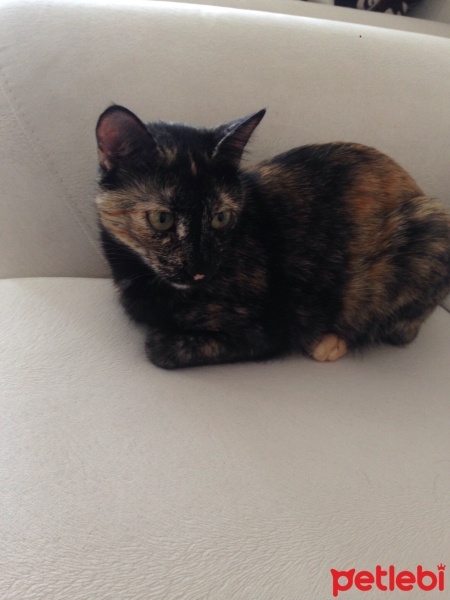 Tekir Kedi, Kedi  Fındık fotoğrafı