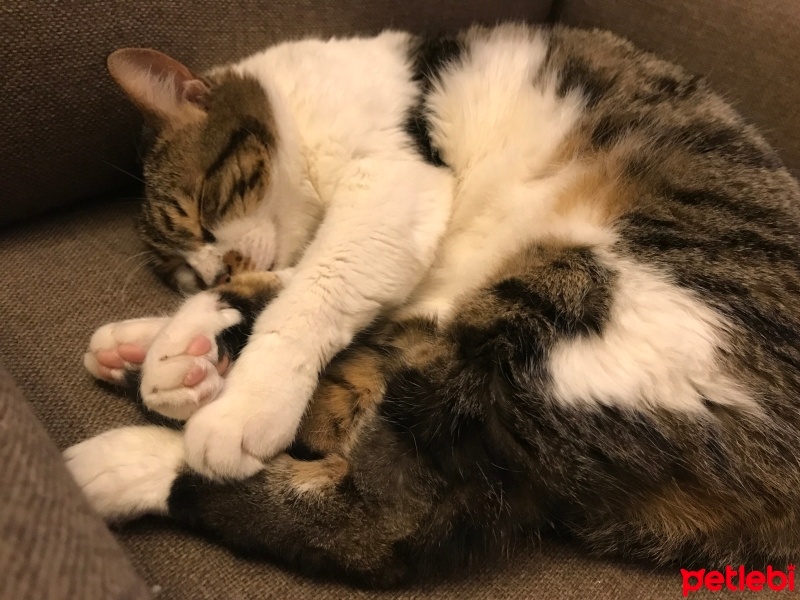 Tekir Kedi, Kedi  Prenses fotoğrafı
