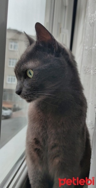 Mavi Rus, Kedi  Pascal fotoğrafı