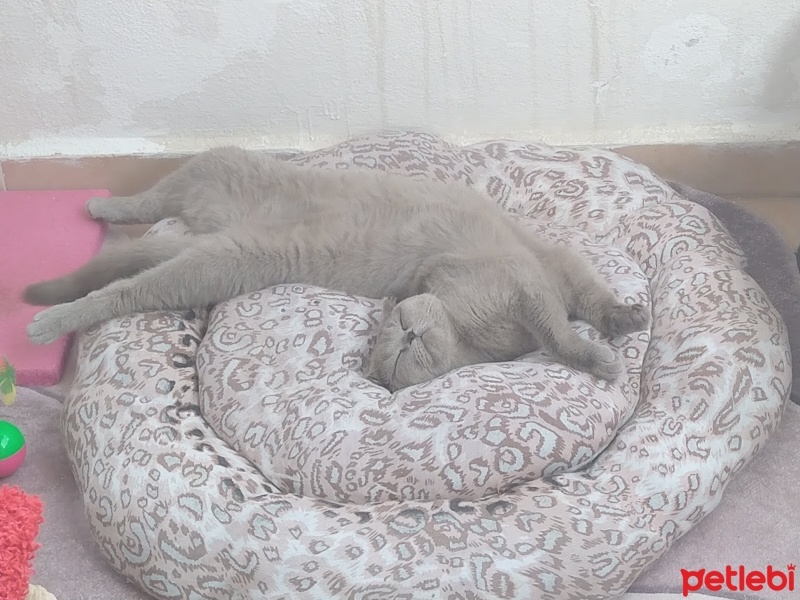 Scottish Fold, Kedi  Latte fotoğrafı