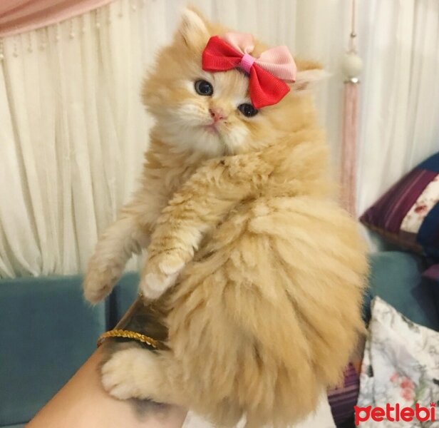 British Shorthair, Kedi  Lora fotoğrafı