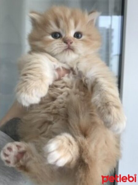 British Shorthair, Kedi  Lora fotoğrafı