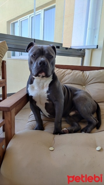 Amerikan Pitbull Terrier, Köpek  paşa fotoğrafı