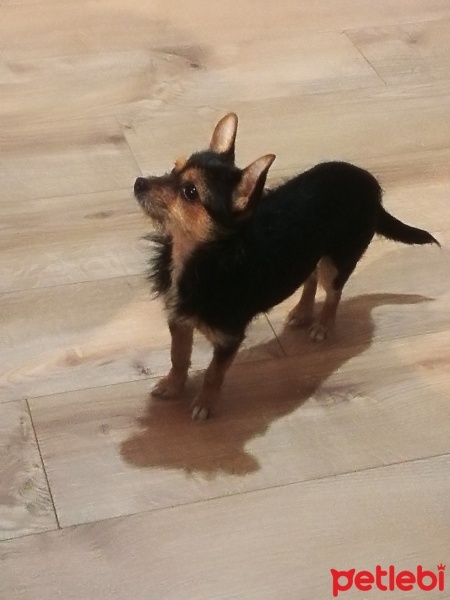 Chihuahua, Köpek  Cici fotoğrafı