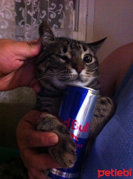 Tekir Kedi, Kedi  TEKİR :) fotoğrafı