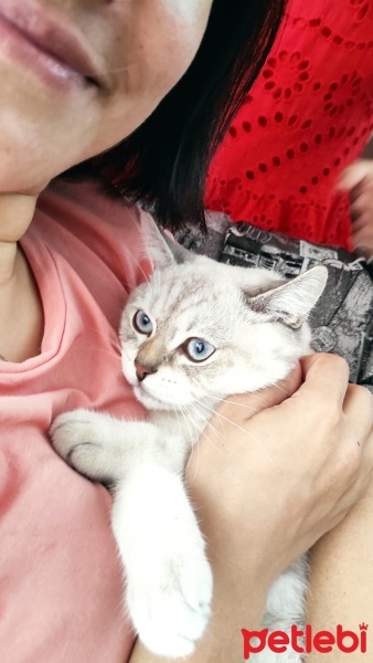 British Shorthair, Kedi  Çakıl fotoğrafı