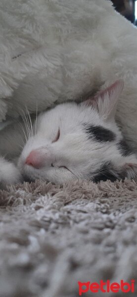 Ankara Kedisi, Kedi  Bulut fotoğrafı