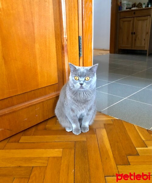 British Shorthair, Kedi  Şila fotoğrafı