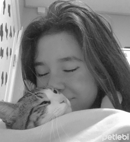 Tekir Kedi, Kedi  Şanslı fotoğrafı
