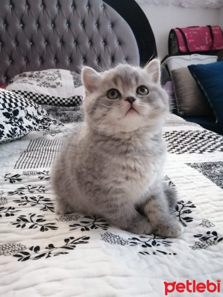 British Shorthair, Kedi  Boncuk fotoğrafı