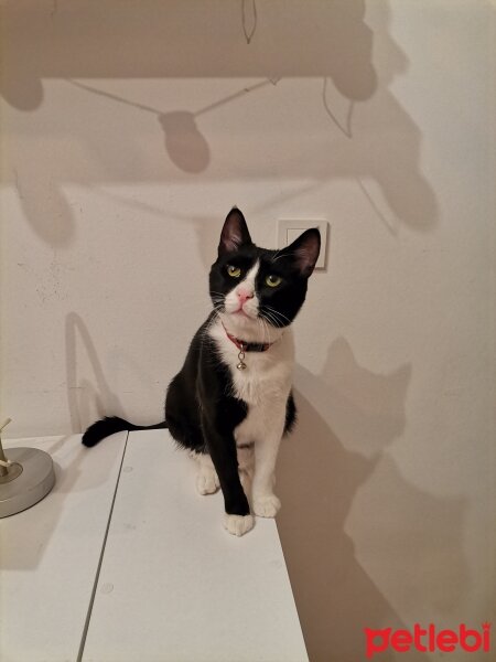 Tuxedo (Smokin) Kedi, Kedi  Whsky fotoğrafı