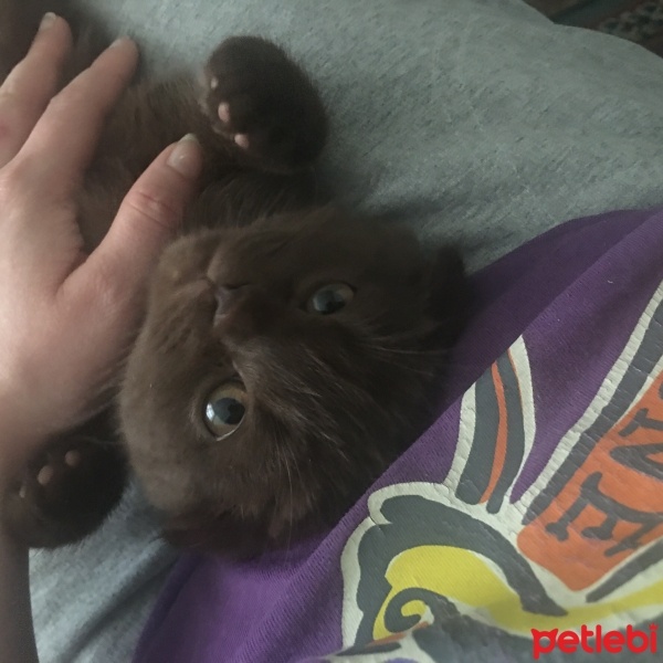 Scottish Fold, Kedi  Mavi fotoğrafı