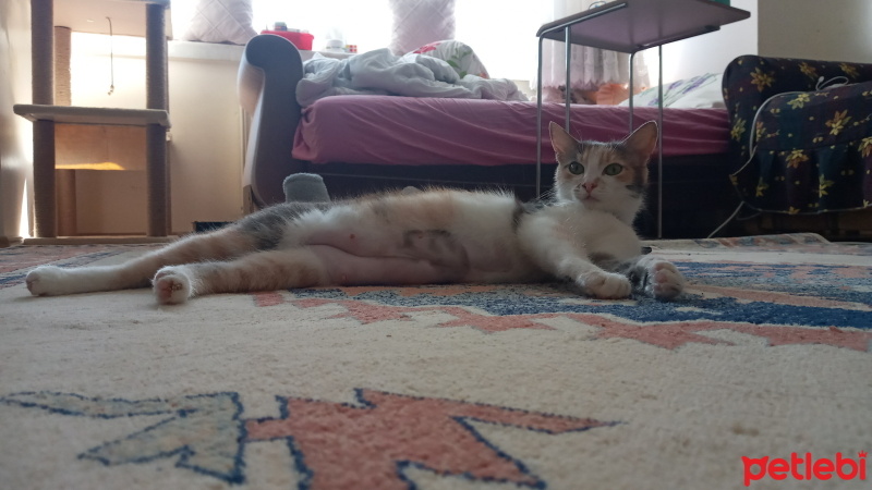 Tekir Kedi, Kedi  Luna fotoğrafı