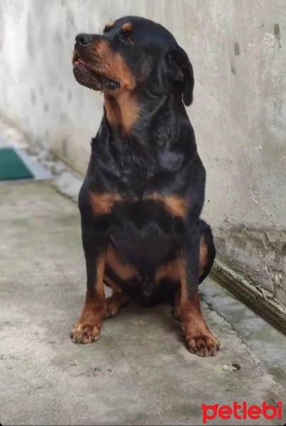 Rottweiler, Köpek  Tyson fotoğrafı