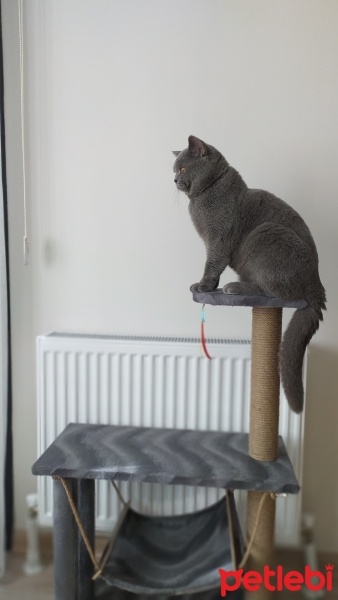 Scottish Fold, Kedi  Duman fotoğrafı