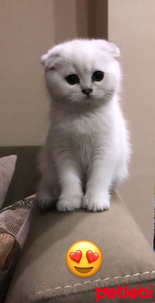 Scottish Fold, Kedi  Luna fotoğrafı