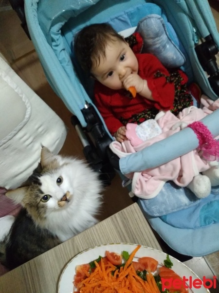 Tekir Kedi, Kedi  Mia fotoğrafı