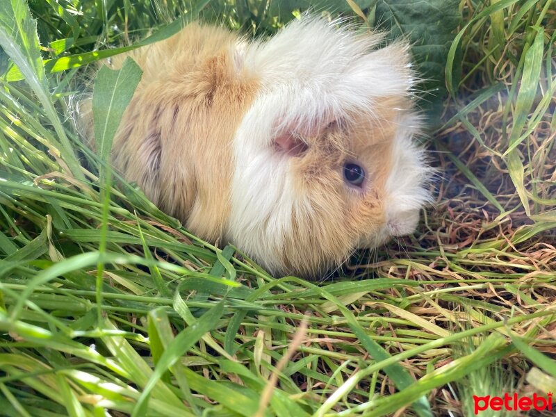 Guinea Pig, Kemirgen  PUTULİ fotoğrafı