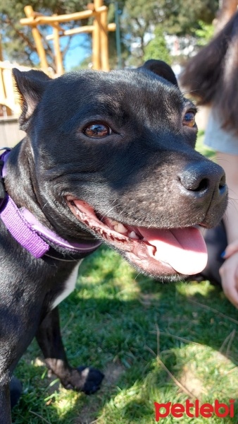 Staffordshire Bull Terrier, Köpek  Odessa fotoğrafı