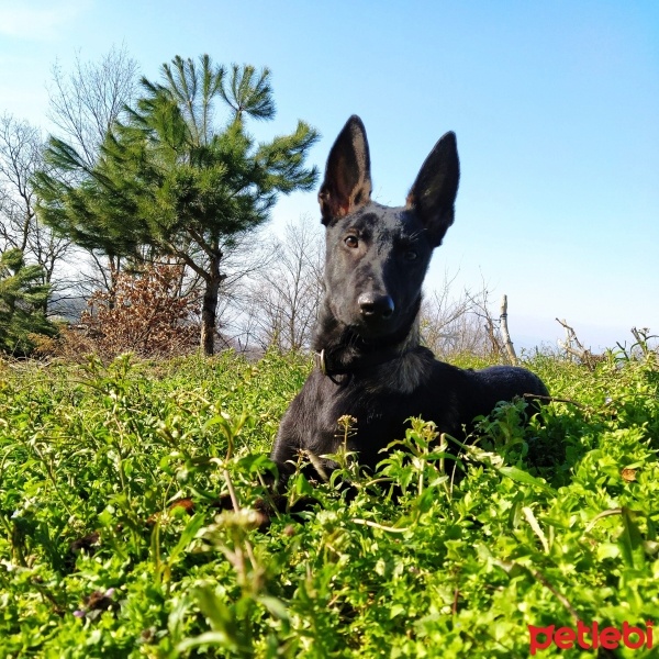 Belçika Malinois, Köpek  Kara fotoğrafı