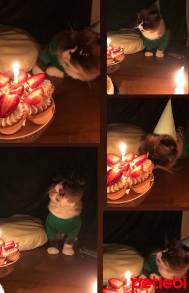 Scottish Fold, Kedi  Çakır Bey fotoğrafı