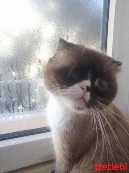 Scottish Fold, Kedi  Çakır Bey fotoğrafı