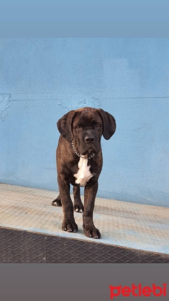 Cane Corso Italiano, Köpek  Gölge fotoğrafı