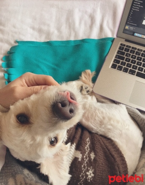 Maltese, Köpek  Zoe fotoğrafı
