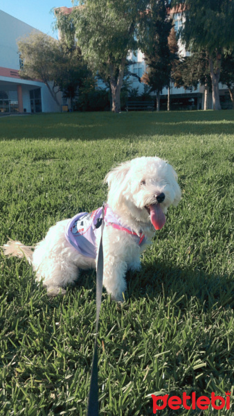 Maltese, Köpek  Zoe fotoğrafı