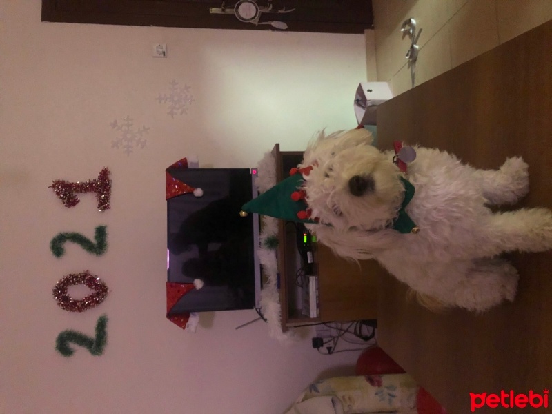 Maltese, Köpek  Zoe fotoğrafı