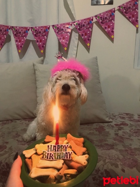 Maltese, Köpek  Zoe fotoğrafı