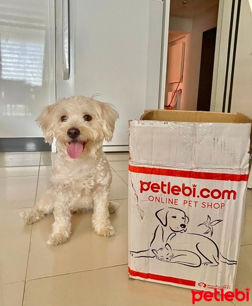 Maltese, Köpek  Zoe fotoğrafı