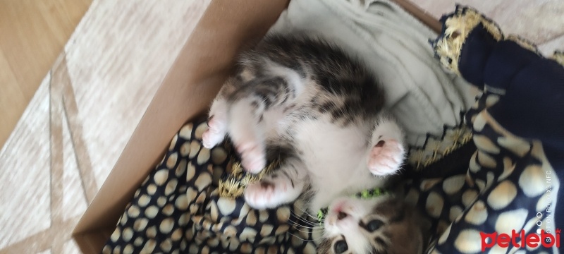 Tekir Kedi, Kedi  Zorro fotoğrafı