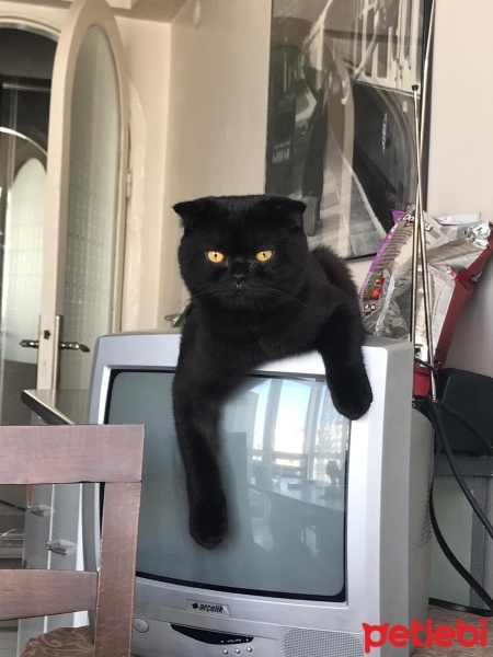 Scottish Fold, Kedi  Gölge fotoğrafı