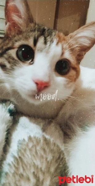Tekir Kedi, Kedi  Şans fotoğrafı