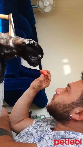 Pug, Köpek  Larin fotoğrafı