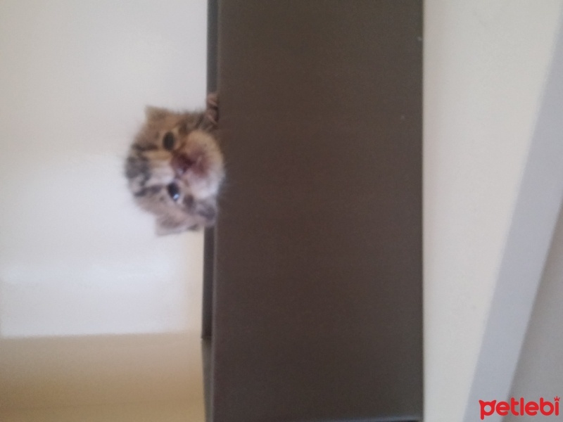 Tekir Kedi, Kedi  Bücürük fotoğrafı