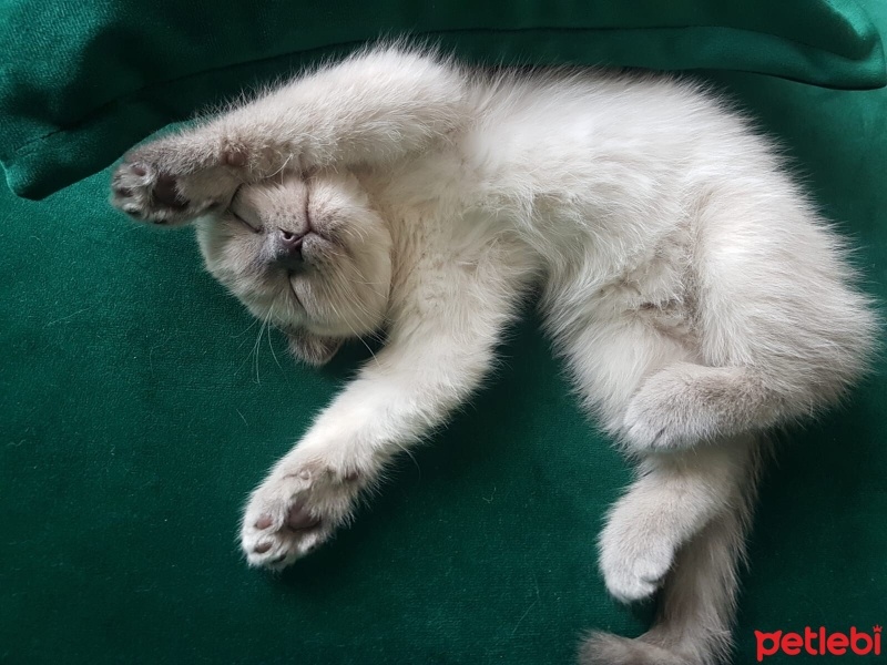 Scottish Fold, Kedi  Yuri fotoğrafı
